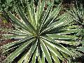  / Agave tequilana 